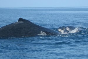 58364_433078923174_2735740_n