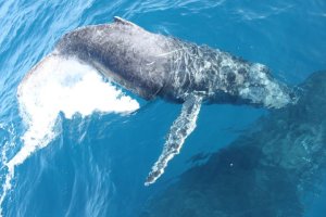 Another curious little calf. 