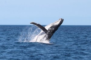A whale breaching just off the back of the boat. 