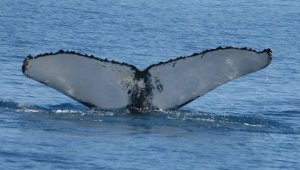 60253_433081918174_4552012_n