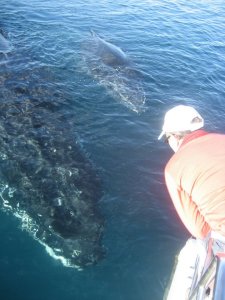Carol makes connection with a curious mother and calf. 