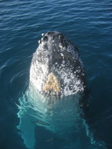 You never tire of the interactions with these gentle giants. 