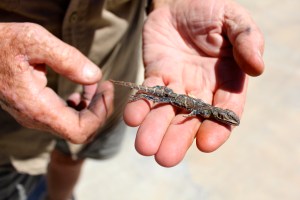 Bob takes him home for identification. 