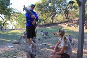Pretty faced wallabies. 