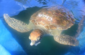 Chloe gets her last feed on Quoin Island. 