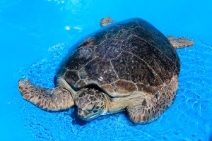 Ange weighing in at over 100kg's. 