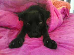 319506_10150340341343175_1907103026_n